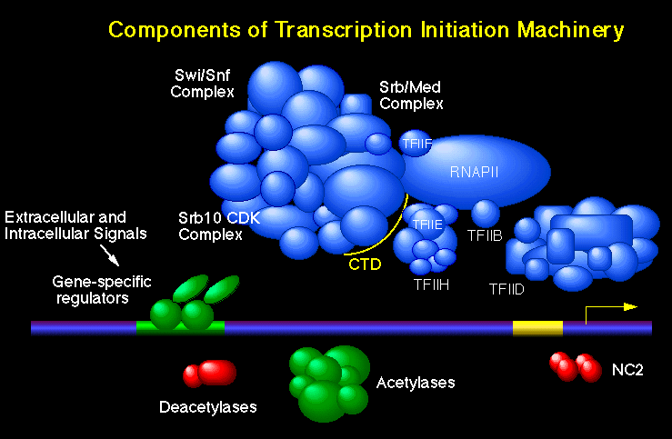 Model of Gene Expression